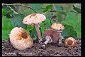 Agaricus impudicus-amf161-2